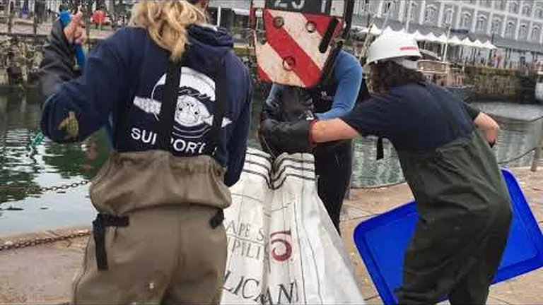 Mammoth seal rescue from the dry dock