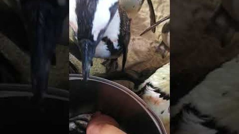 The days of our penguin lives