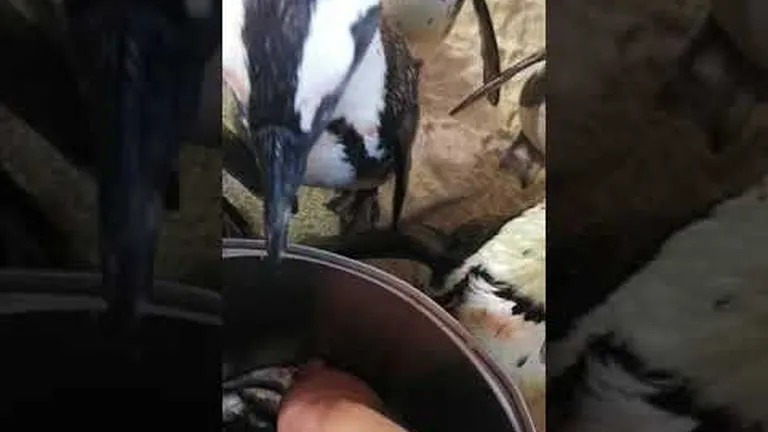 The days of our penguin lives