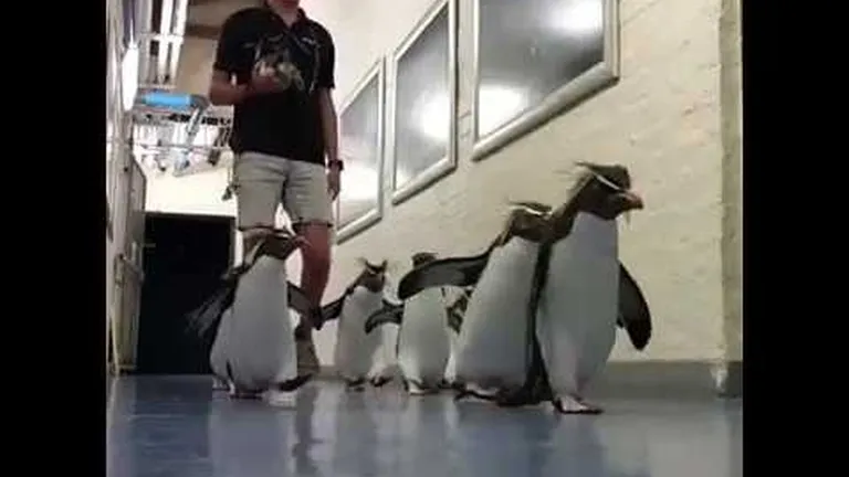 Penguin pick-me-ups!