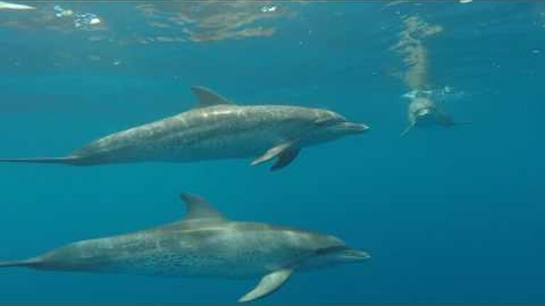 Social distancing: novel ways sea animals stay in touch and communicate with each other