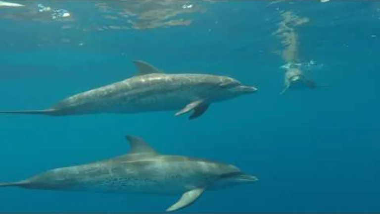 Social distancing: novel ways sea animals stay in touch and communicate with each other