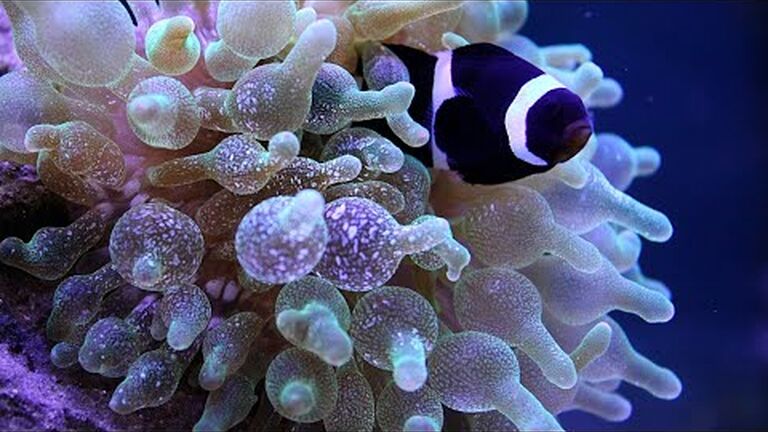 5 things you didn't know about clownfish