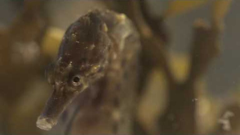 Meet the ocean's best dads