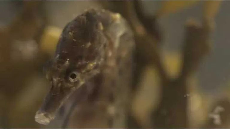 Meet the ocean's best dads