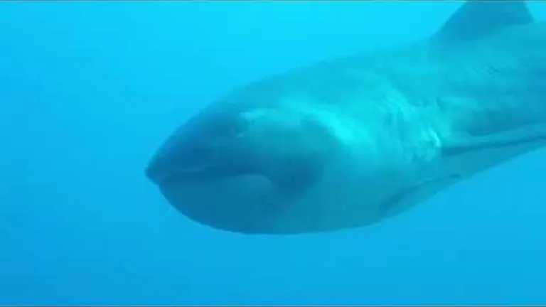 How many types of shark live in south africa's ocean? the list is longer and stranger than you may t