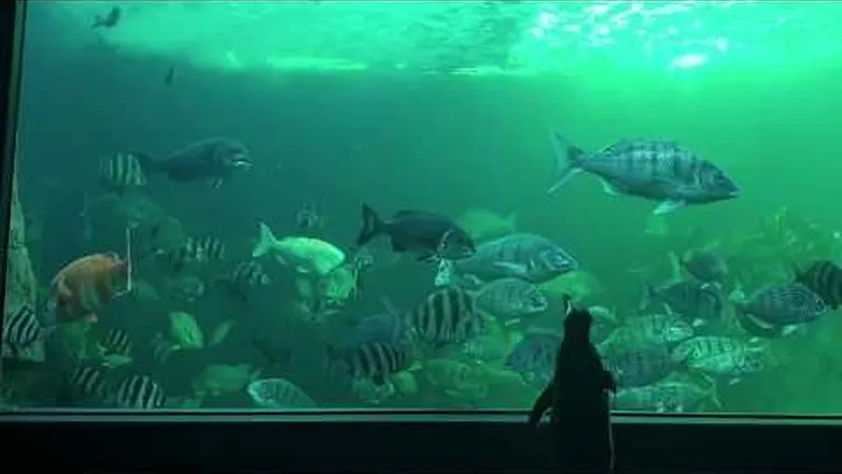 Penguin pick-me-ups!