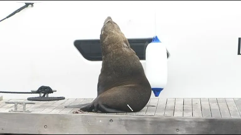 Entangled Cape fur seal darted and rescued by Marine Wildlife team