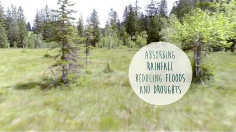 World wetlands day: 11 reasons why wetlands are vital for humans and animals