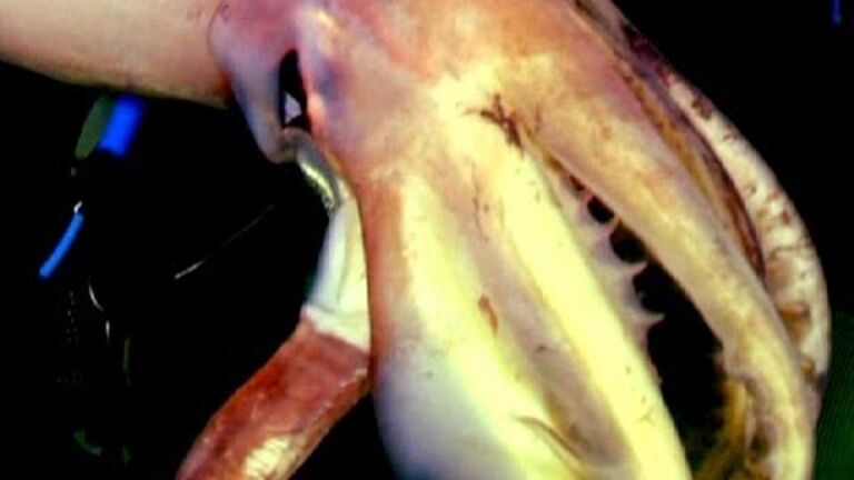 Everything you need to know about giant squids