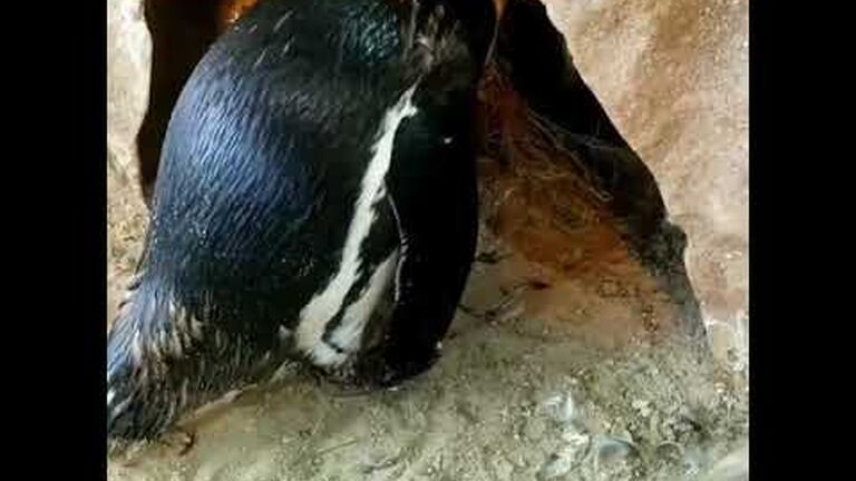 The days of our penguin lives