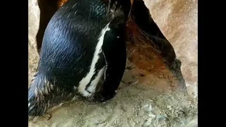 The days of our penguin lives