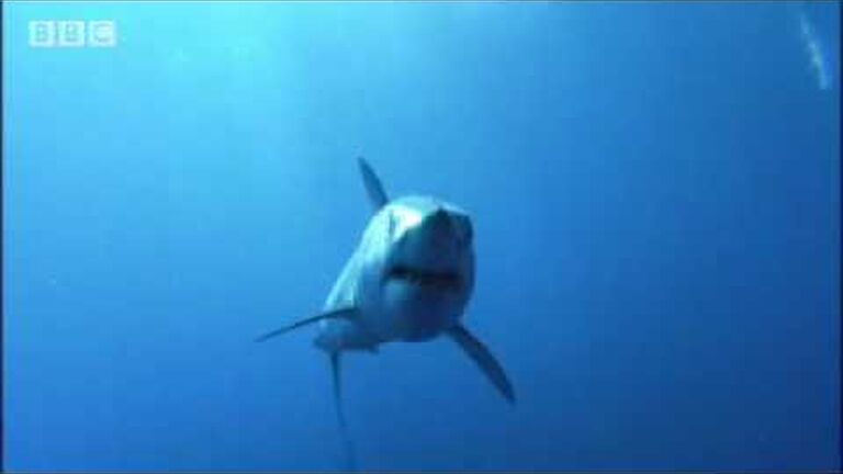 10 facts about ragged-tooth sharks