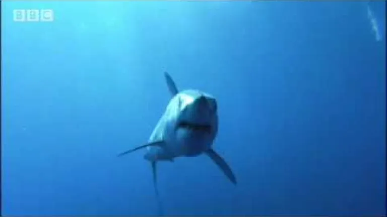 10 facts about ragged-tooth sharks