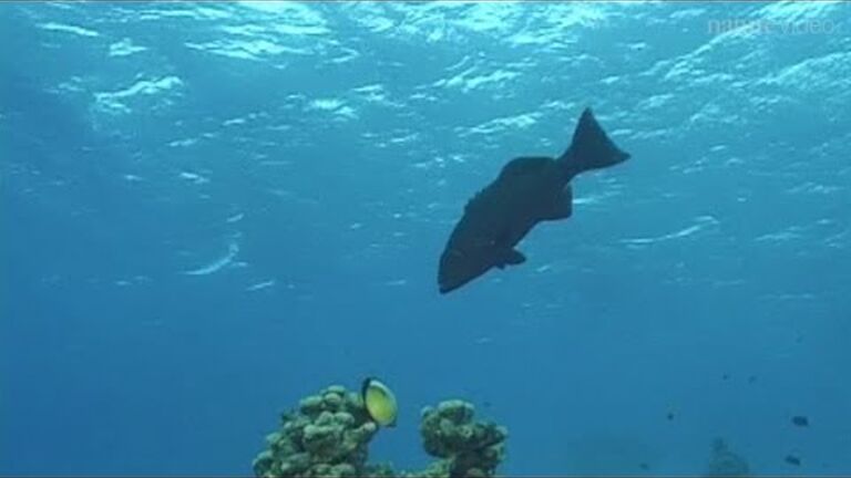 Home sweet home: how ocean animals make places to call their own