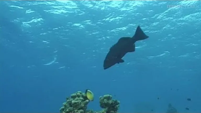 Home sweet home: how ocean animals make places to call their own