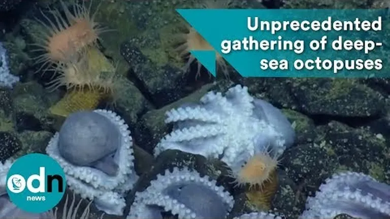 Home sweet home: how ocean animals make places to call their own