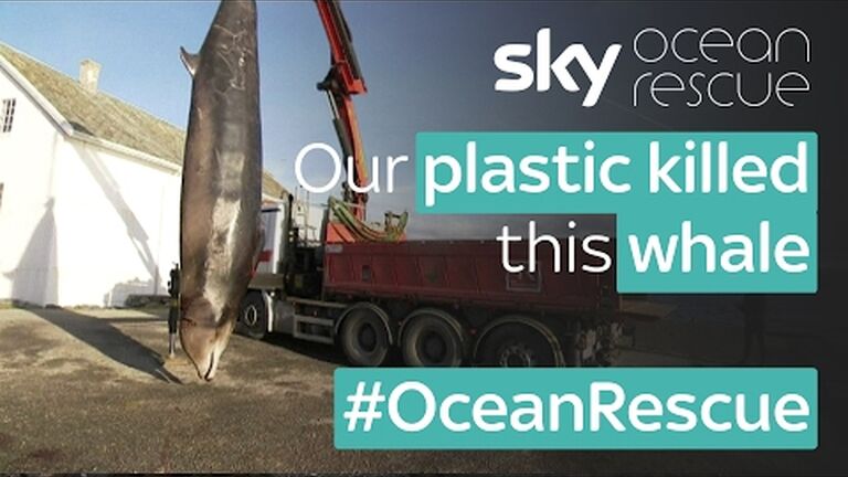 The plastic problem: how does plastic pollution affect wildlife?