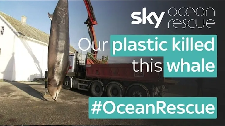 The plastic problem: how does plastic pollution affect wildlife?