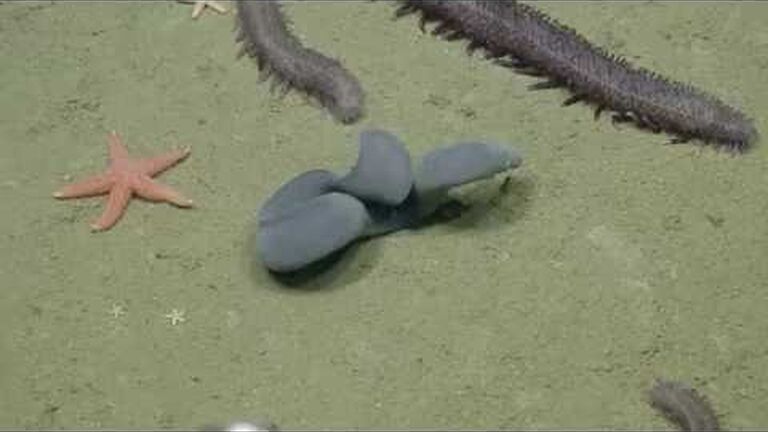 Hagfish are (too) weird