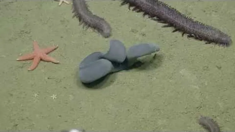 Hagfish are (too) weird