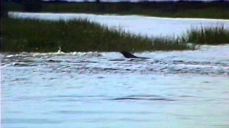 The importance of community - a human and animal perspective