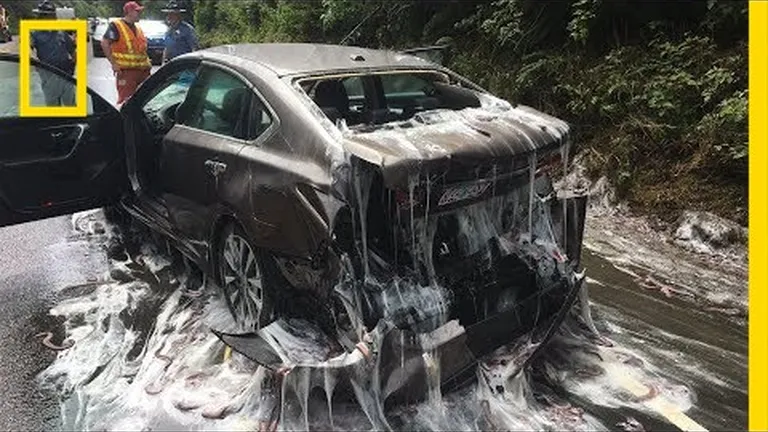 Hagfish are (too) weird