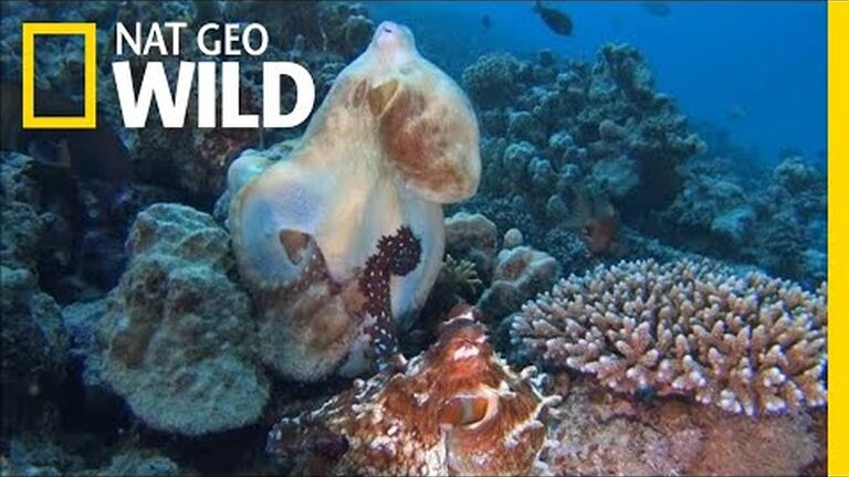 Social distancing: how do sea creatures handle long-distance mating?