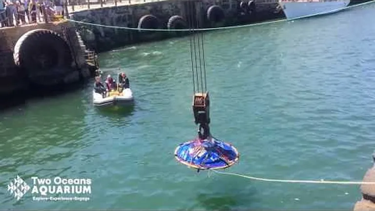 Ocean animals that have unique ways of coping with load shedding's annoying moments