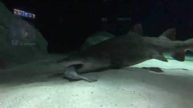 Spotted Ragged Tooth Shark Two Oceans Aquarium | Shark showcase: spotted ragged-tooth shark