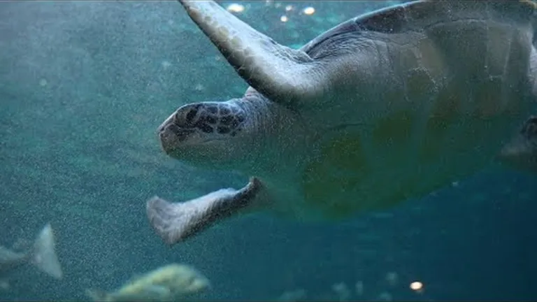 Celebrating Call to Earth Day