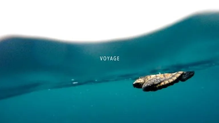 Turtle tips to surviving lockdown