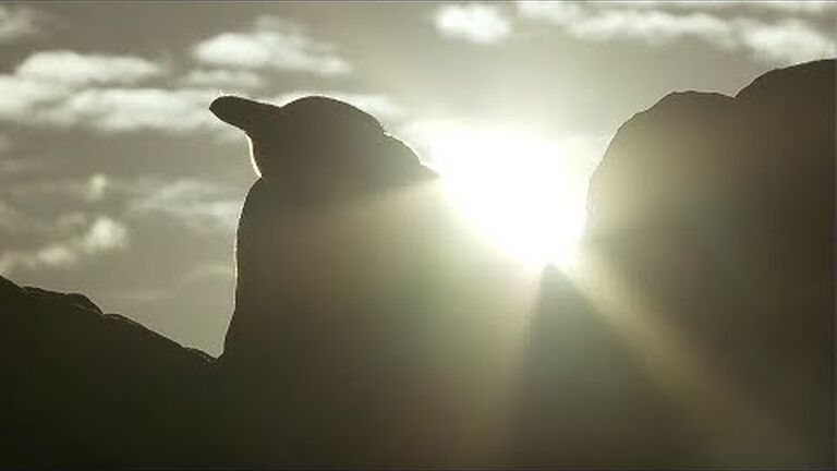 Ocean animals that have unique ways of coping with load shedding's annoying moments