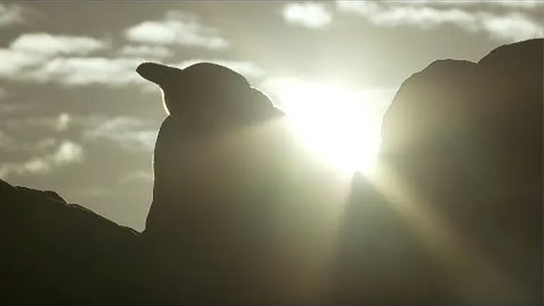 Ocean animals that have unique ways of coping with load shedding's annoying moments