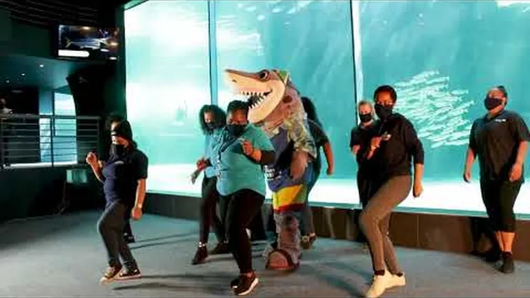 Jerusalema challenge at the two oceans aquarium