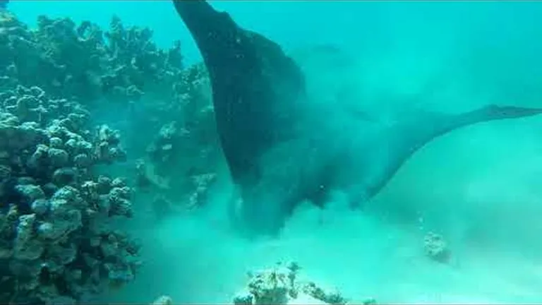 Eagle rays: everything you need to know about the ocean's cutest ray