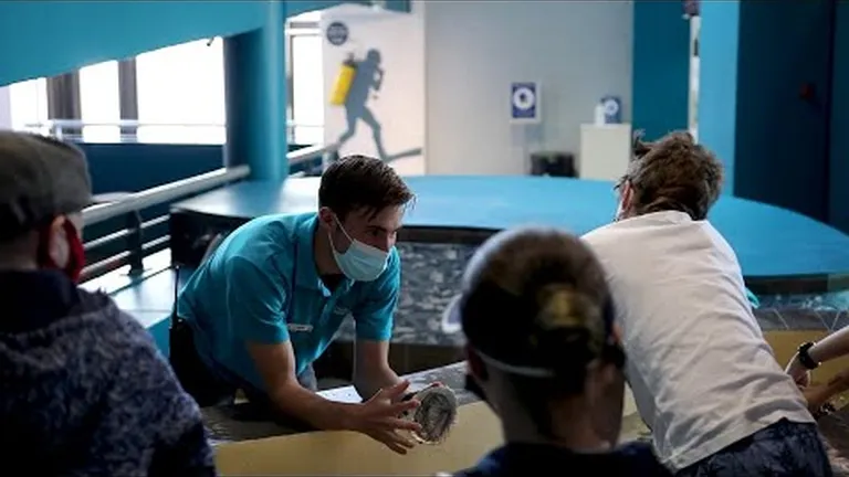 What's it like to be a volunteer at the two oceans aquarium?