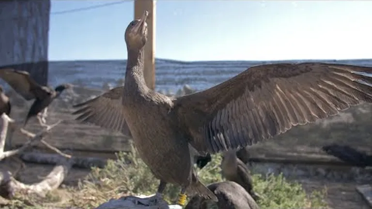Helping robben island's rescued cormorants take flight with sanccob