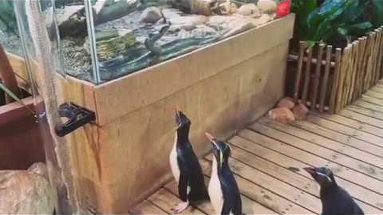 Penguin pick-me-ups!