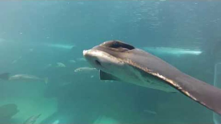 Eagle rays: everything you need to know about the ocean's cutest ray