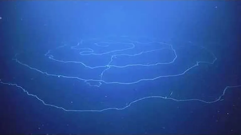 The amazing superpowers of jellyfish