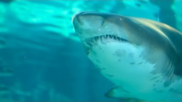 Celebrating Call to Earth Day