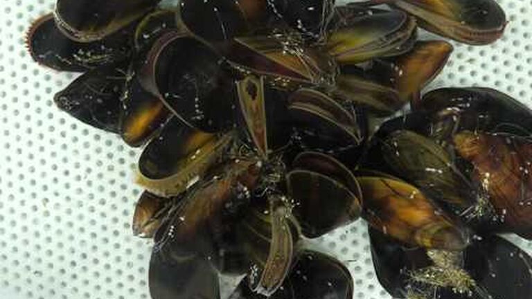 The importance of community - a human and animal perspective