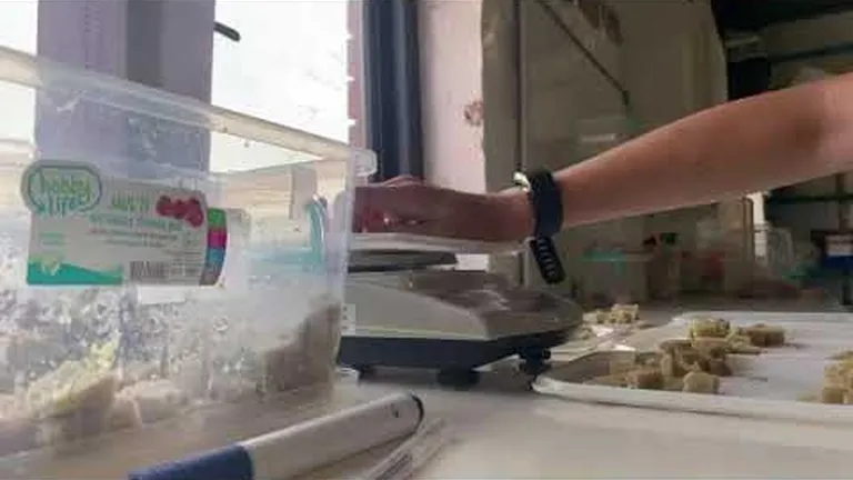 Turtles need breakfast too: the importance of mealtime for rescued sea turtles