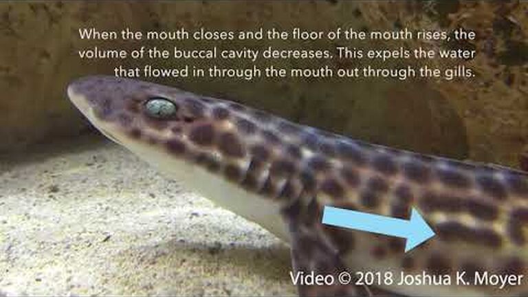 Do sharks drown if they stop swimming?