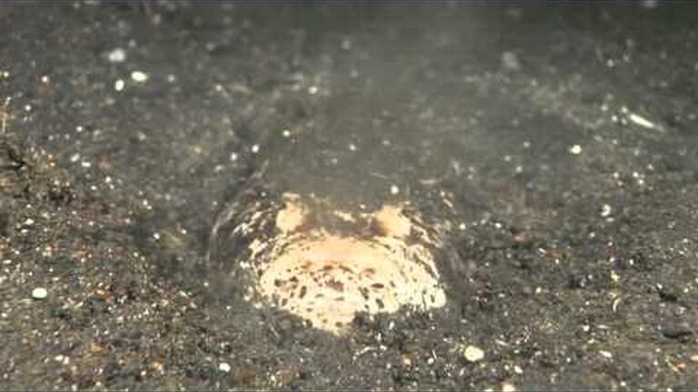 Life in the shadows: what does it take to be a nocturnal fish?