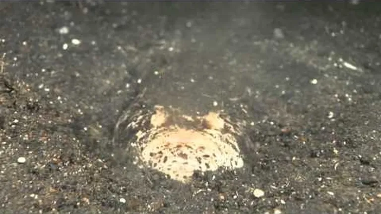 Life in the shadows: what does it take to be a nocturnal fish?