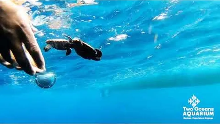 Turtle tips to surviving lockdown