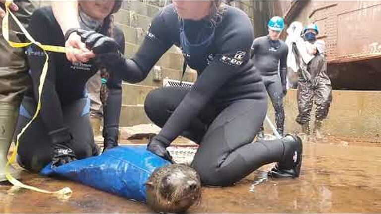 Join foundation crew for monthly ocean-themed education: this month is all about seals!