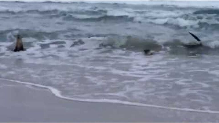 The a-z of weird ocean creatures